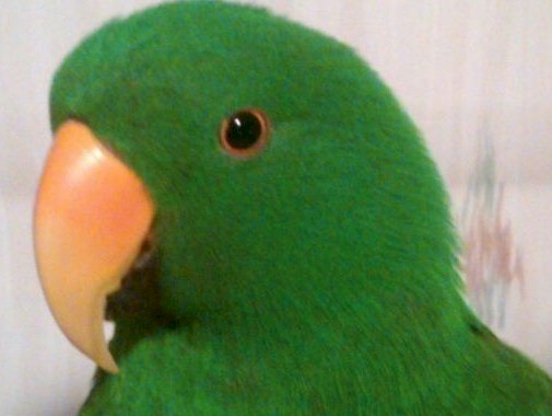 Spencer